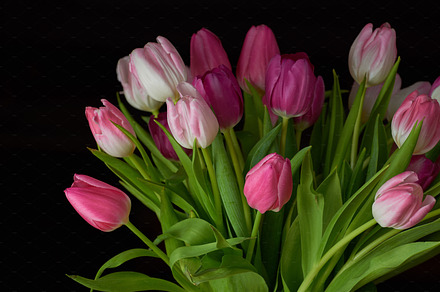 Tulips with black background, a Photo by Peopleimages.com