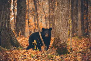 Big Black Bear in the Woods