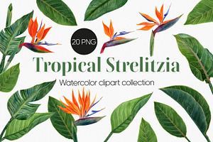 Strelitzia Tropical Watercolor PNG