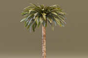 The Date Palm Tree, a Plants & Tree 3D Model by FuturePastCreatives (Thumbnail 5 of 6)