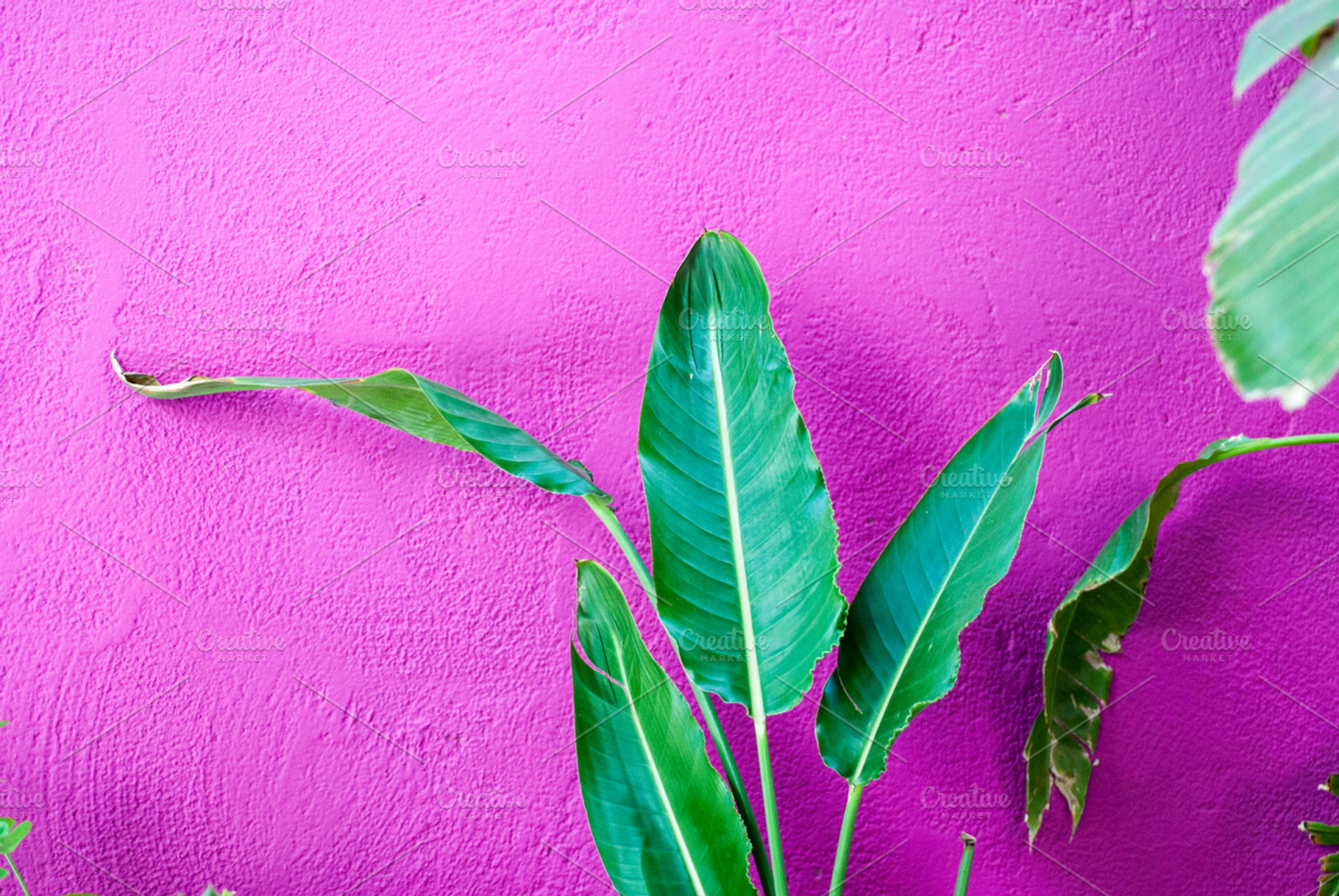 Big Leaf Plant On Purple