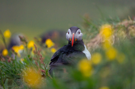 Close up of puffin bird or Fratercula in Iceland in summer seaso