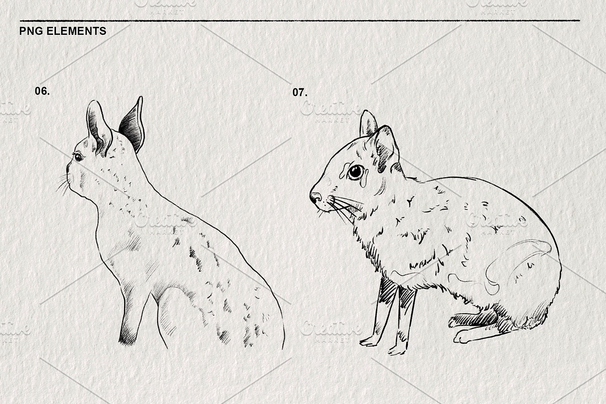 Sketches of the Mara animal in PNG, an Animal Illustration by LOKSKIH (Photo 5 of 6)