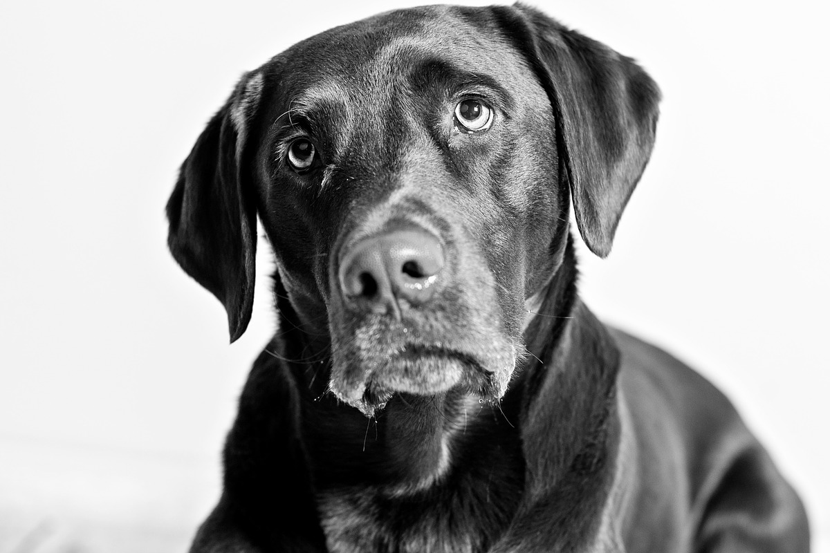 Chocolate lab set 1 featuring chocolate lab, dog, and dog lab, an Animal Photo by Persnickety Prints (Photo 1 of 2)