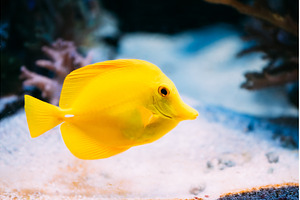 Zebrasoma yellow tang sea fish in, an Animal Photo by Our Amazing World
