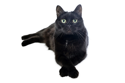 Black cat isolated on a white, an Animal Photo by FedotovAnatoly