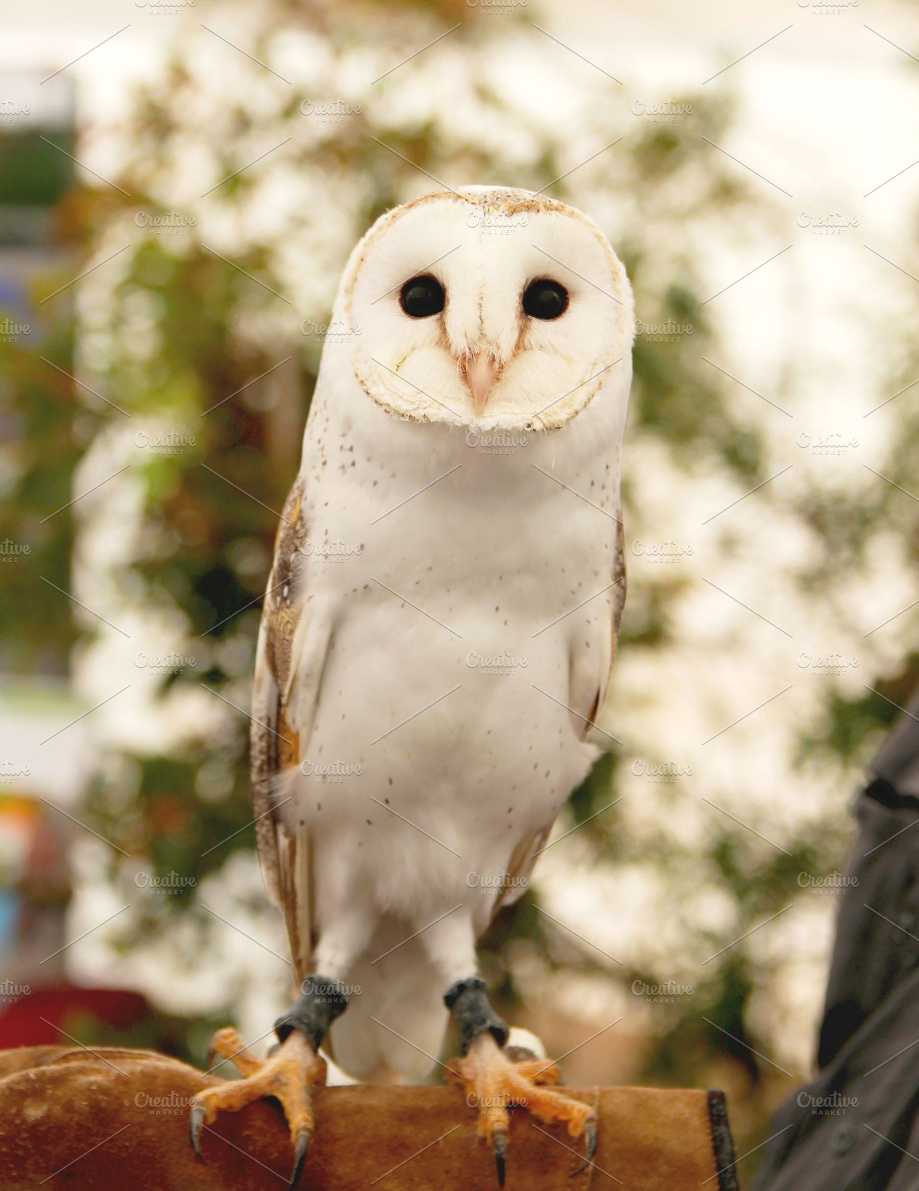 Barn owl stock photo containing owl and barn owl, an Animal Photo by PepPhelan
