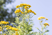 Herbalism Stock Photo Bundle, a Health & Medical Photo by Wellness Stock Market (Thumbnail 9 of 16)