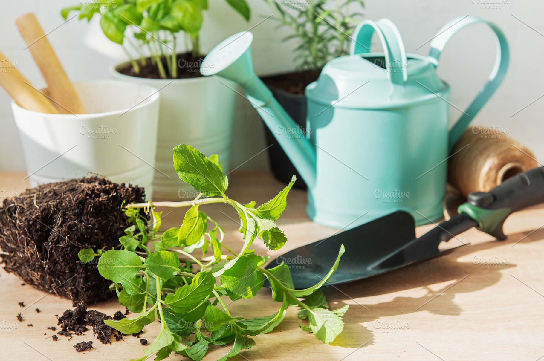 Planting herb garden with mint, basil, and rosemary, a Nature Photo by Olena Rudo