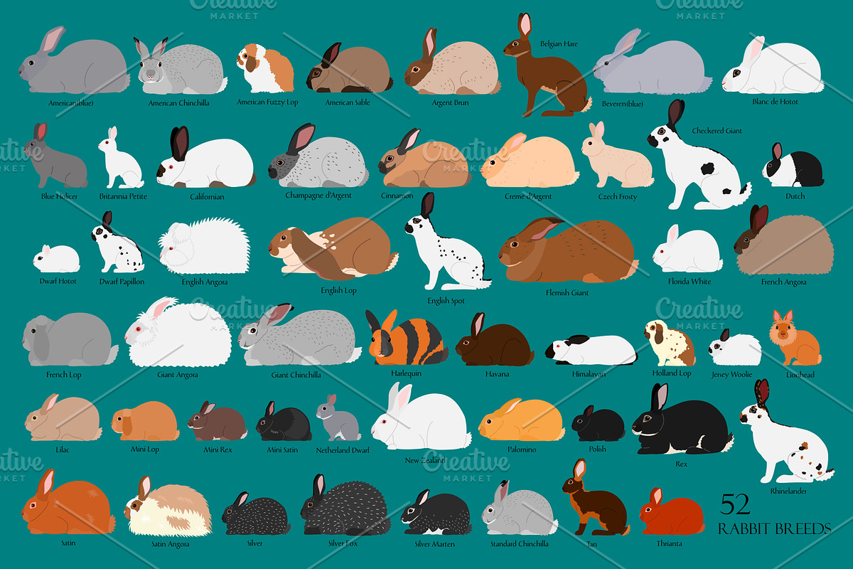 52 rabbit breeds digital chart, an Animal Illustration by dogsinarow