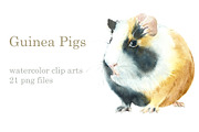 Watercolor Guinea Pigs, an Animal Illustration by Budogoshch (Thumbnail 1 of 4)
