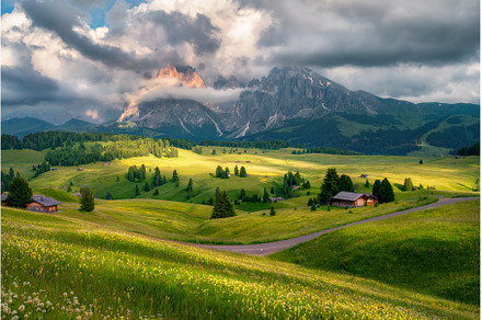 Green alpine meadows with flowers, a Nature Photo by den-belitsky