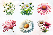 Daisy Flower Watercolor Cliparts, an Illustration by RobertsArt (Thumbnail 4 of 7)
