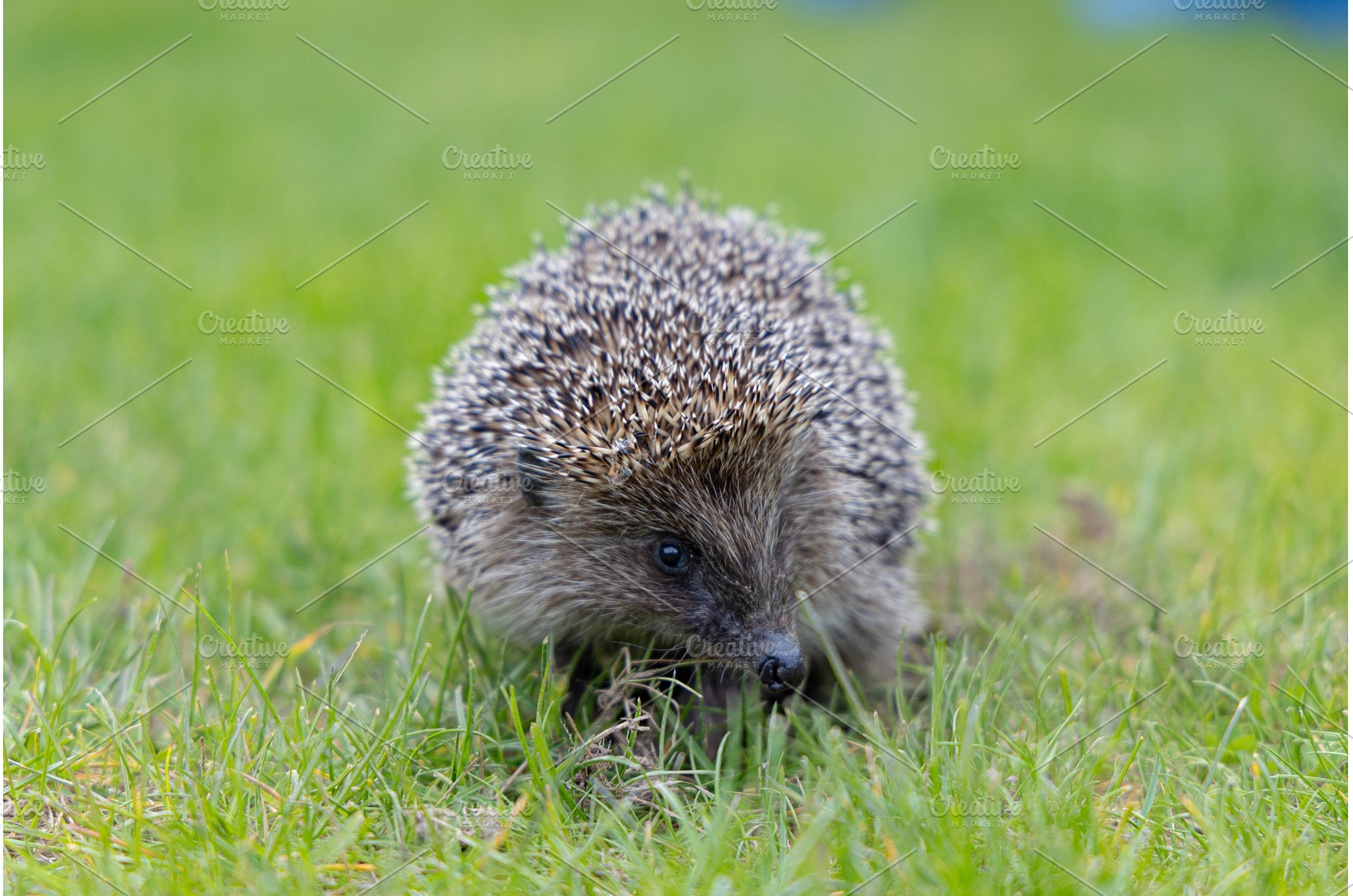cute hedgehog in green grass, an Animal Photo by Nenahliadava Design