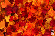Vibrant Fall Leaves Seamless Pattern, a Pattern Graphic by Creative Store (Thumbnail 2 of 5)