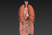 Human internal organs, a Characters & Person 3D Model by konstantin.ermolaev (Thumbnail 44 of 46)