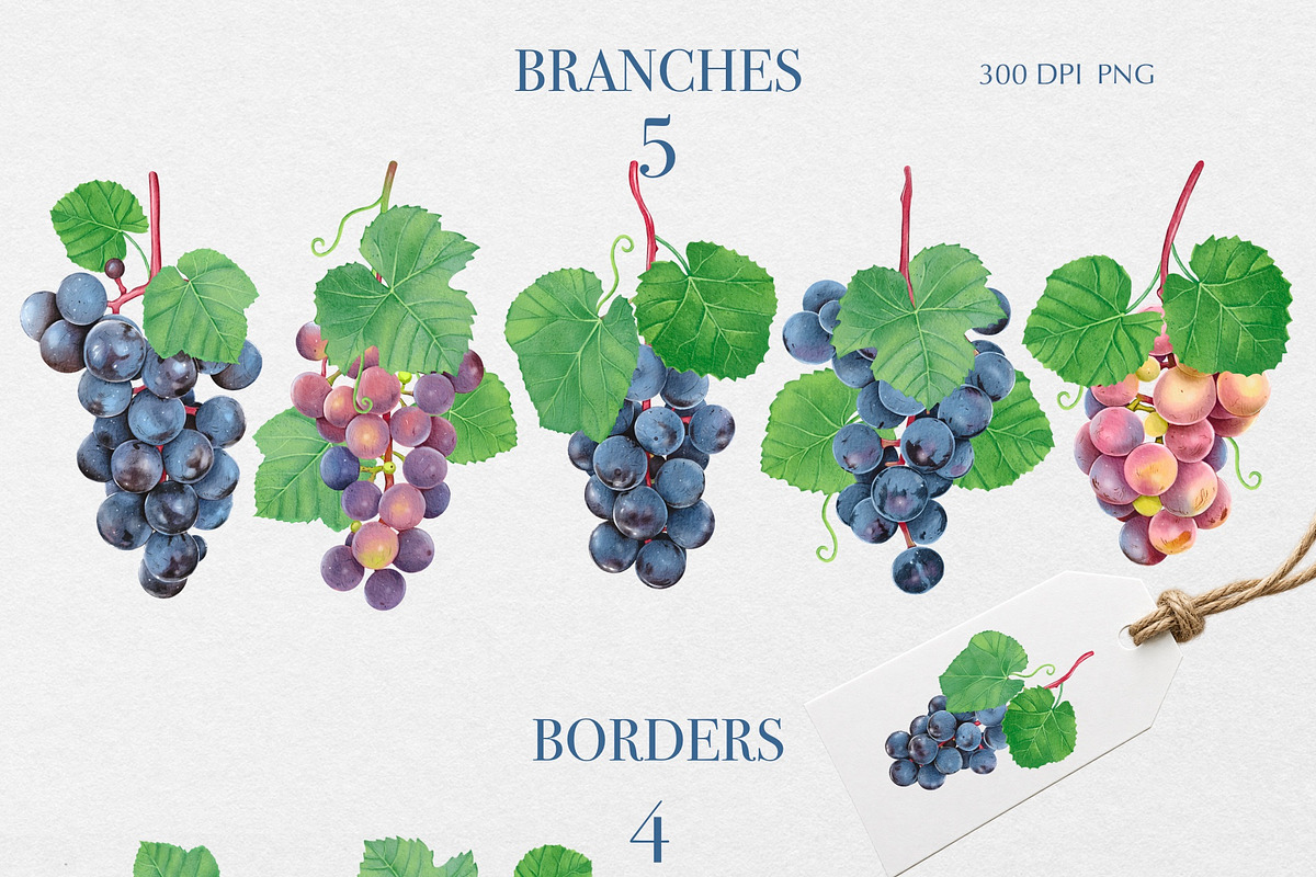 Watercolor Grapes Clipart, a Food Illustration by DiashaArt (Photo 4 of 8)