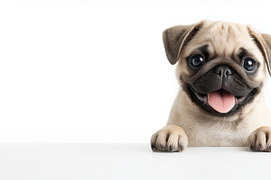 Cute smiling pug puppy with big eyes, an Animal Photo by MistyDay