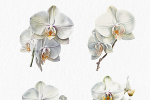 White Orchids Watercolor Clipart PNG