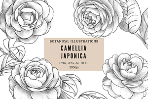 Camellia japonica
