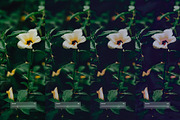Fuji FP 100C III, a Preset Add-On by colorituals (Thumbnail 2 of 9)