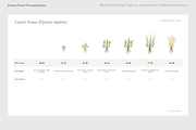 BBCH Growth Stages, Leafy & Herbs, a Presentation Template by Ilia Design (Thumbnail 9 of 9)