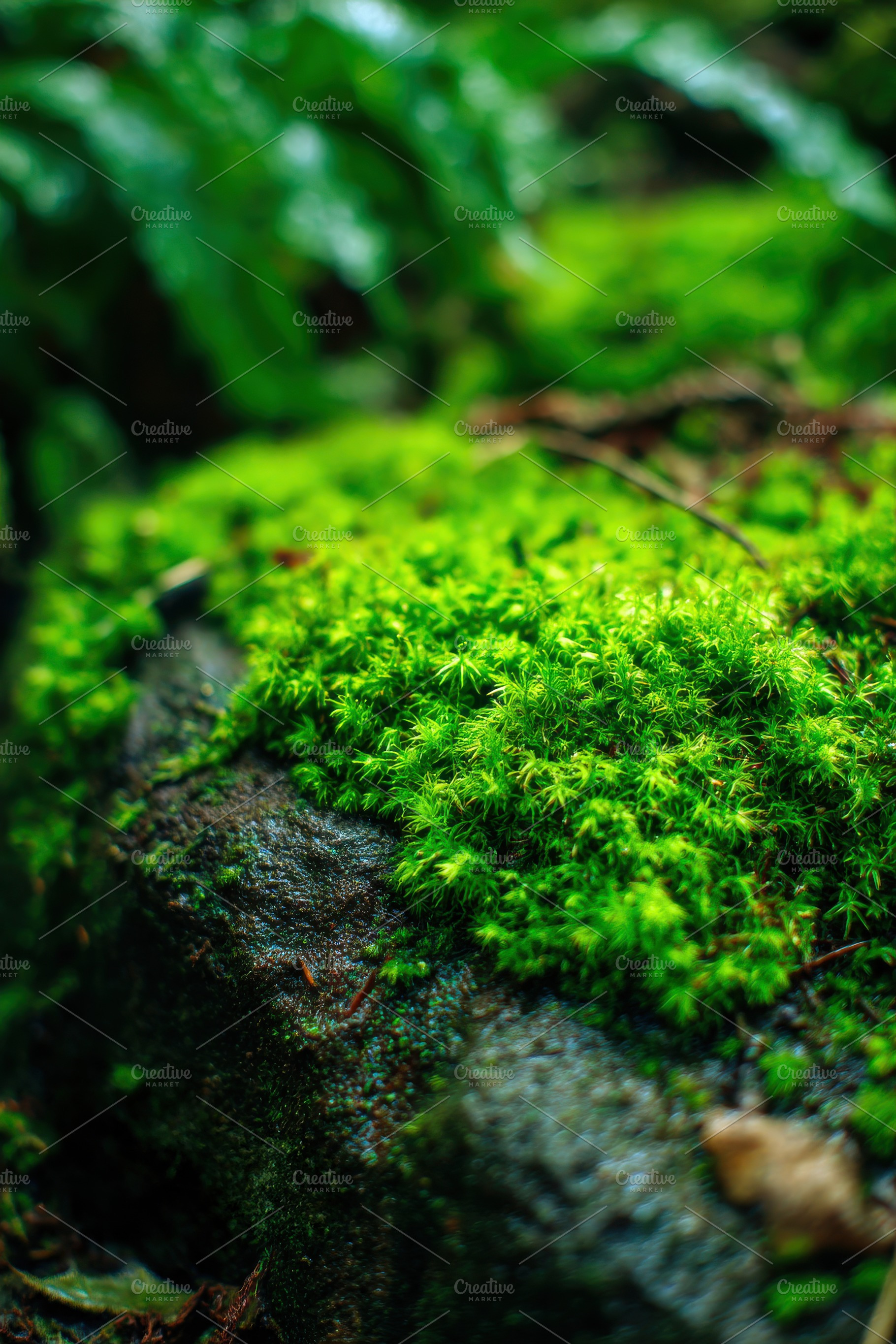Moss on Wet Rock Macro Detail, a Nature Photo by Virgo Studio