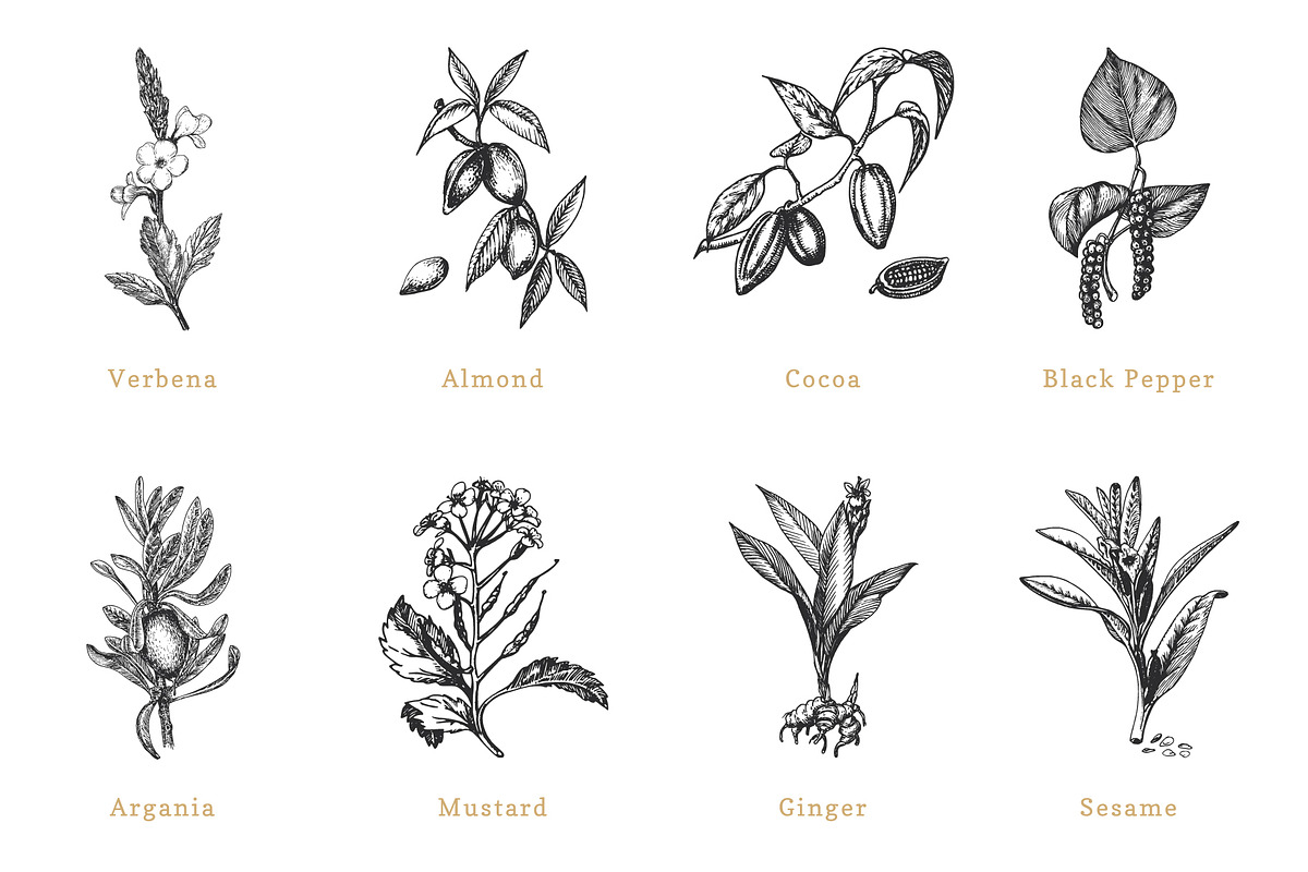Herbs, spices, nuts & fruits. Bundle, a Food Illustration by Chewie Co (Photo 9 of 15)
