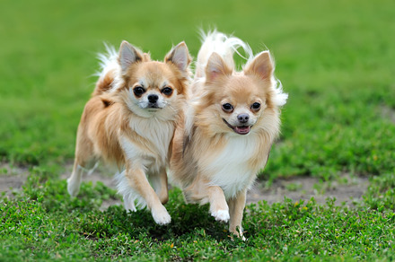 Dog featuring chihuahua, dog, and animal, an Animal Photo by Byrdyak
