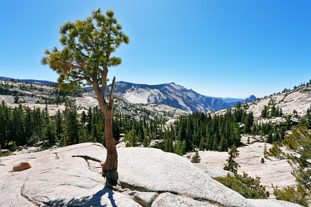 The small pine has grown on a stone, a Background Photo by kavram