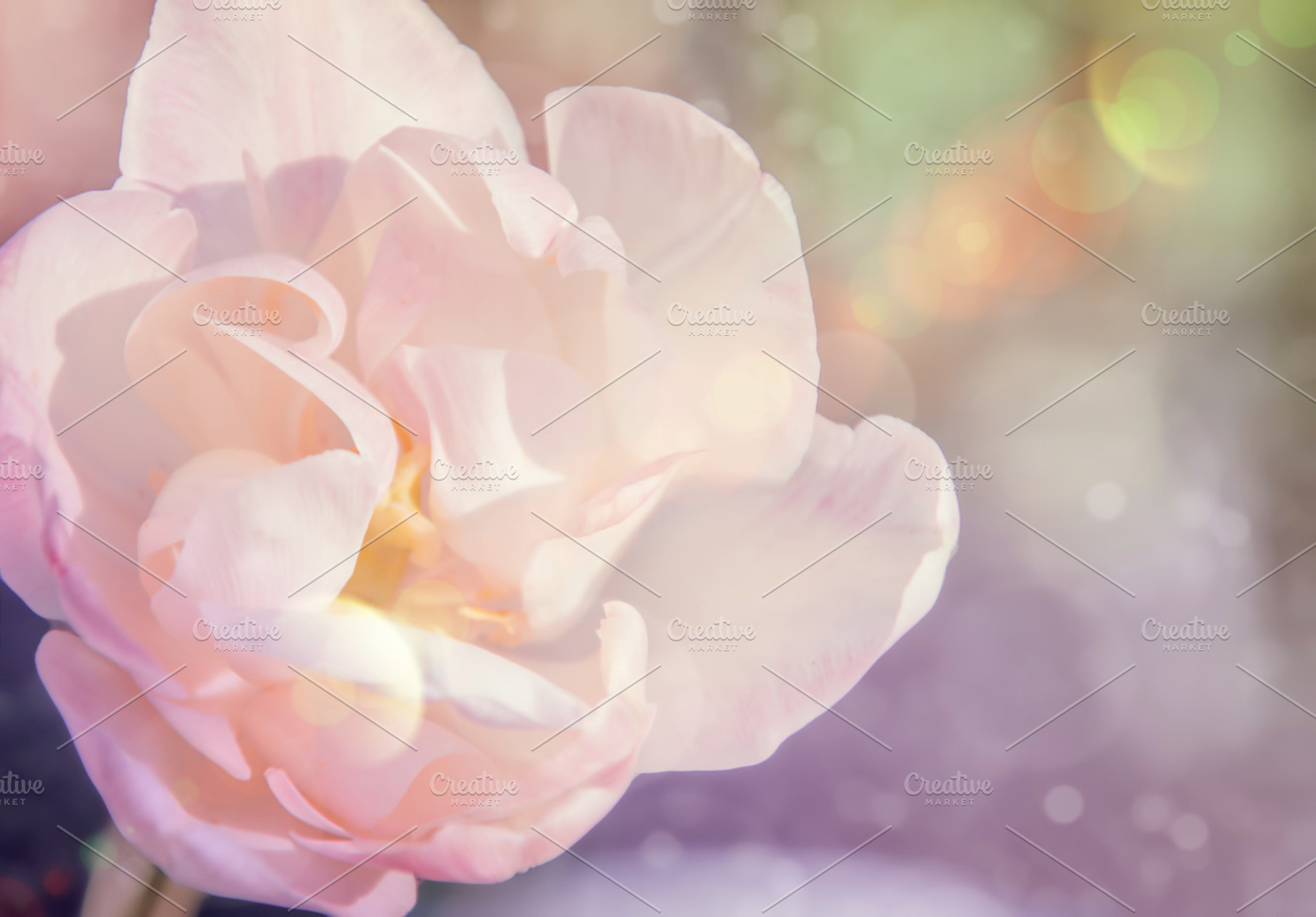 Beautiful flower containing abstract, aroma, and background, a Nature Photo by Della_Liner