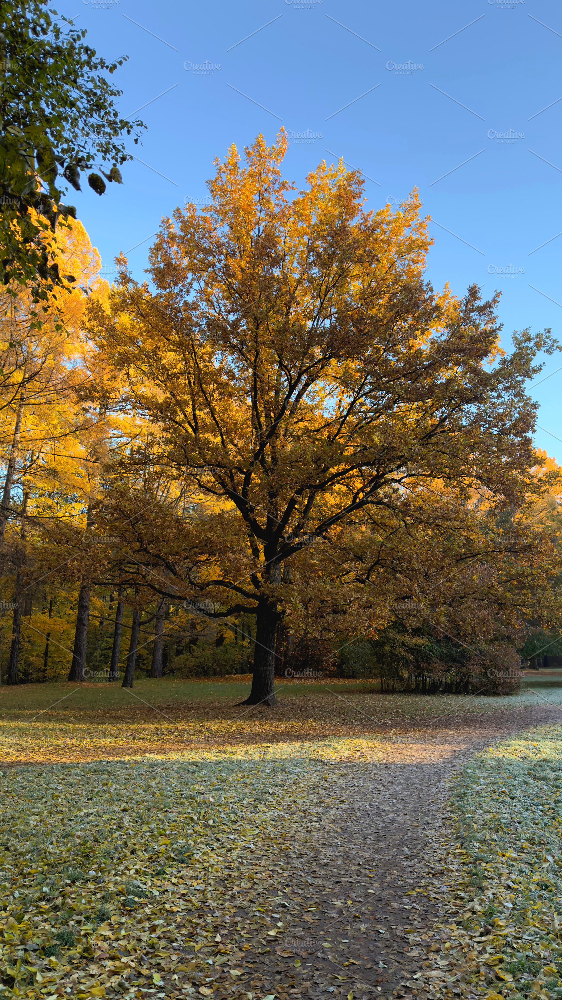 A large tree with vibrant yellow leaves in an autumn park, surrounded by fallen, a Nature Photo by Textures & Backgrounds