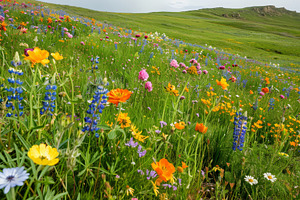 Wildflowers of different colors bloo, a Photo by Iftikhar Alam