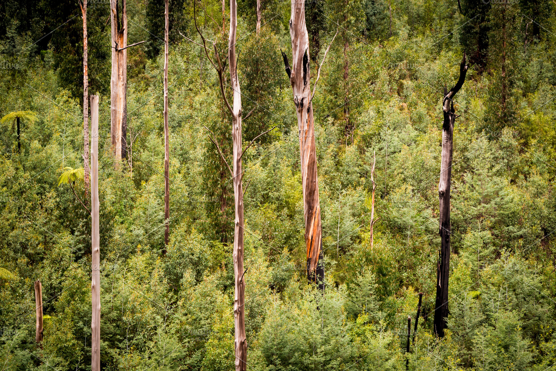 Australian Forest, a Nature Photo by THP Creative
