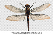 Dragonfly Australian Vintage Insect, an Illustration by Enliven Designs (Thumbnail 3 of 8)