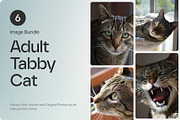 6 Image Bundle: Adult Tabby Cat, an Animal Photo by Happiestscone Photography (Thumbnail 1 of 2)