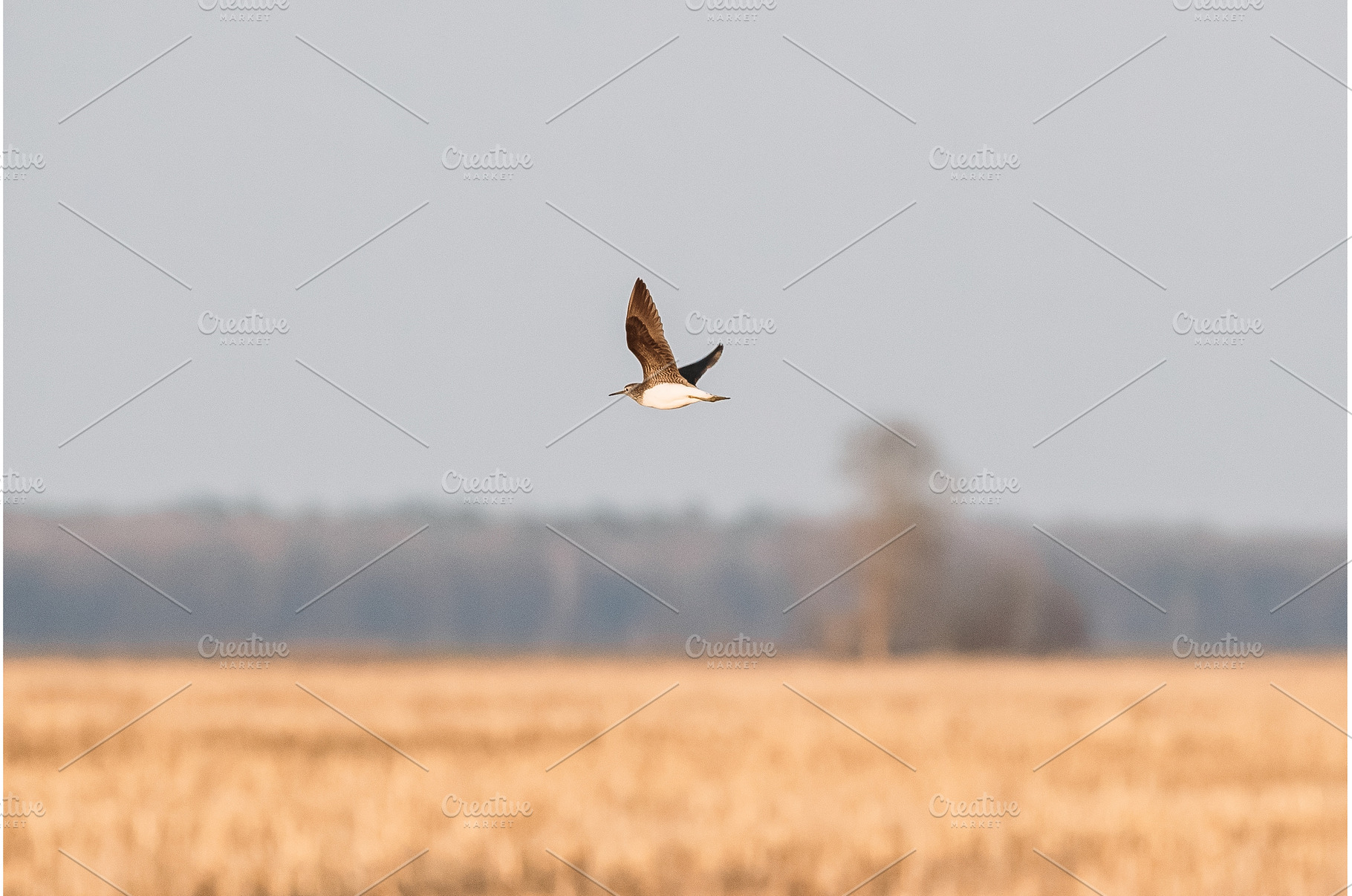 Belarus. Green Sandpiper - Tringa, an Animal Photo by Our Amazing World