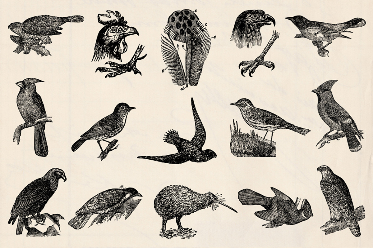 Dictionary Engravings Birds Vintage, an Illustration by Piddix Archives (Photo 3 of 5)