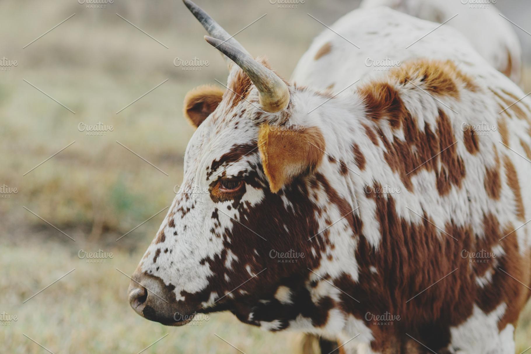 Brown and white Nguni Cow, an Animal Photo by René Jordaan Photography