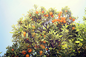Orange Tree, Napa Valley