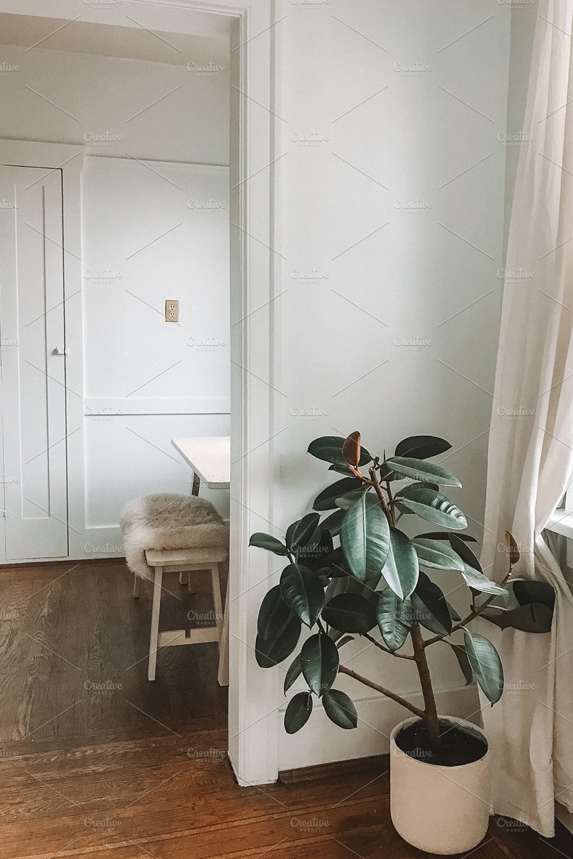Living Room Corner Plant, an Architecture Photo by Marissa Cristina