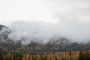 Foggy Forest Landscape in Mountains, a Photo by Fascinadora