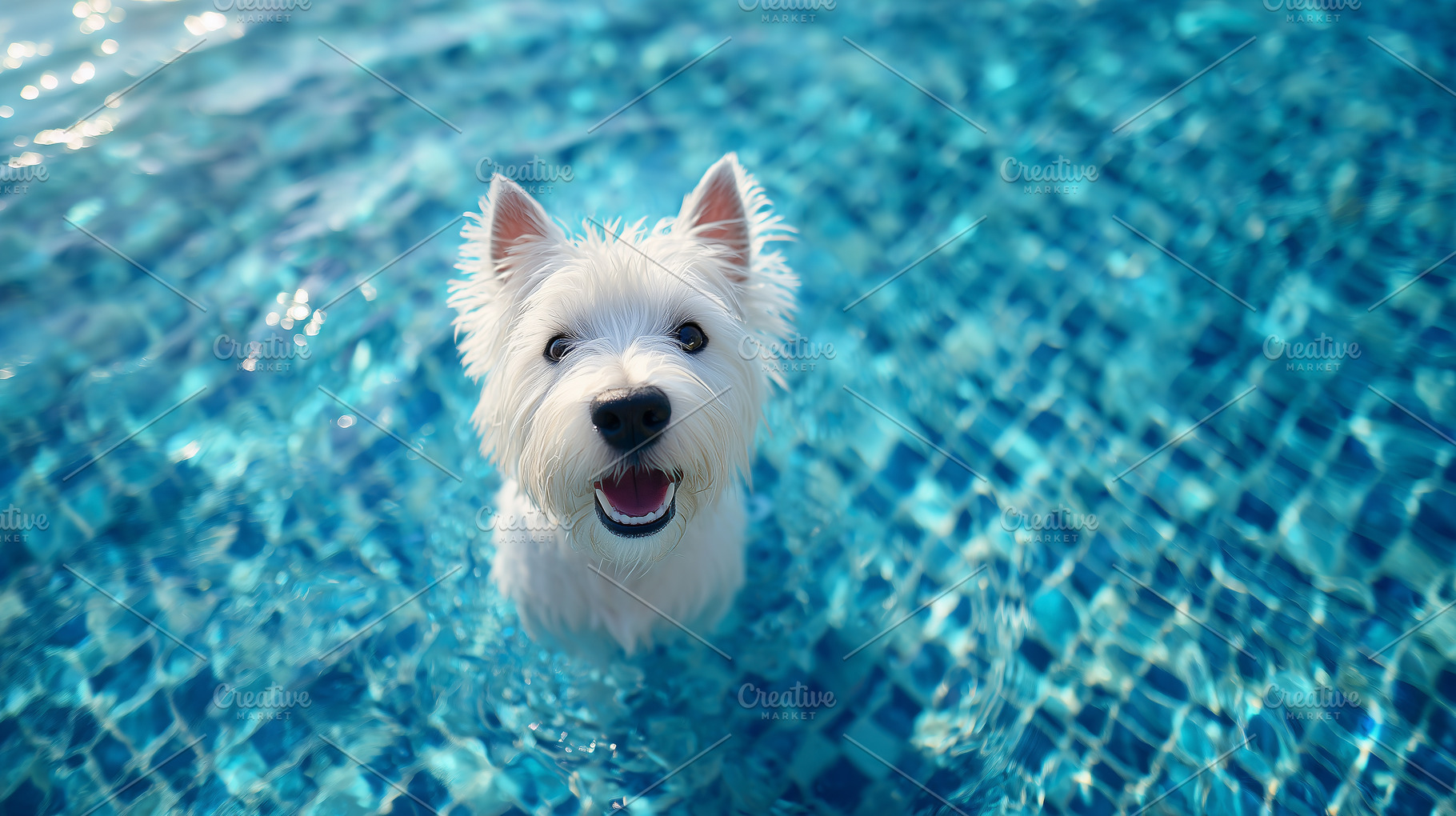 Happy white West Highland Terrier, an Animal Photo by MistyDay