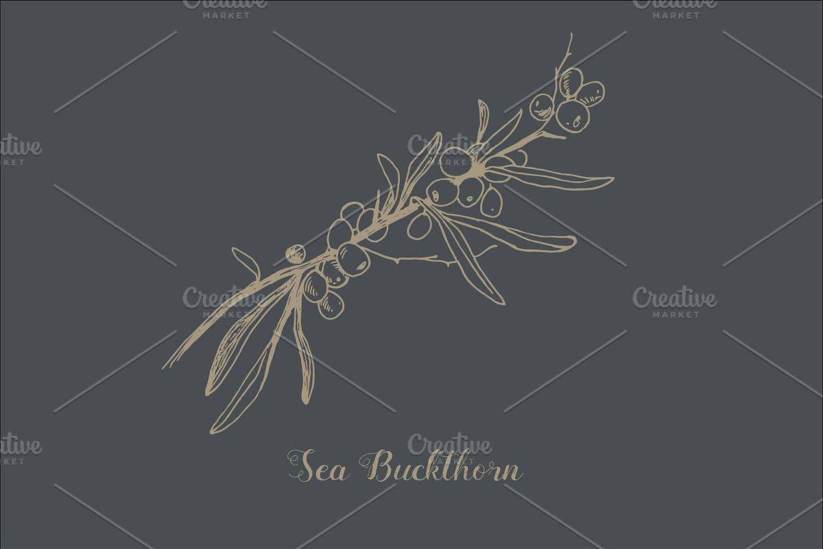 Botanical Vector Illustrations, an Illustration by FoxyImage (Photo 6 of 7)