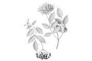 Elder Plant Botanical Illustration, an Illustration by Anna Repp Illustration (Thumbnail 1 of 7)