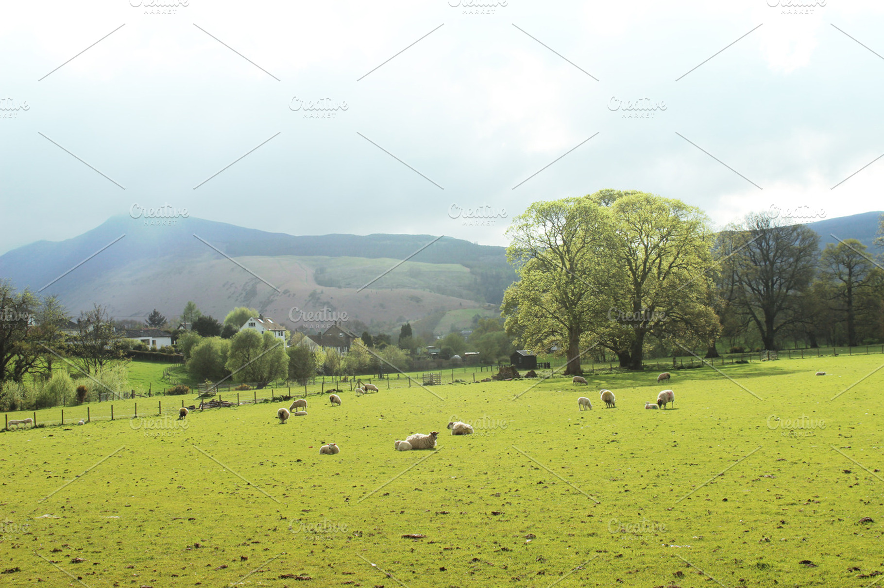 Landscape Hills, trees field & Sheep, a Nature Photo by Corner Croft Mockups