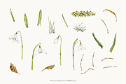 Snowdrop Watercolor Clipart Set, a Decorative Illustration by MariaScaroniAtelier (Thumbnail 2 of 7)