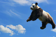 116 Flying animals, an Animal Photo by Handmadefont (Thumbnail 83 of 119)
