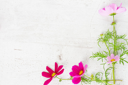 Cosmos flowers frame, a Nature Photo by Neirfy
