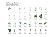 Vintage Botanical Illustrations, an Object Illustration by likorbut (Thumbnail 5 of 8)